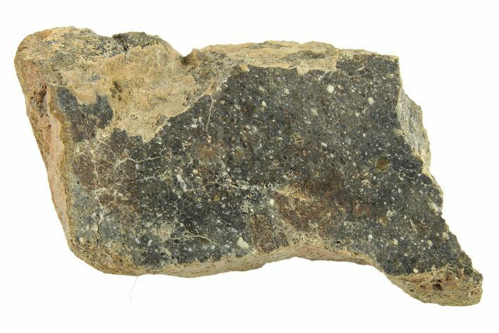 Polished Howardite Meteorite Section ( g) - Bechar #286956